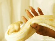 Erotic Snake Rising Serpent 11/16