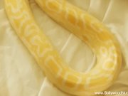 Erotic Snake Rising Serpent 5/16