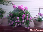 Canadian MILF Shanda Gets Fucked Outside! 3/16