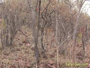 extreme fetish safari lesson 2/16