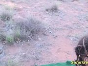 african safari groupsex fuck orgy 16/16