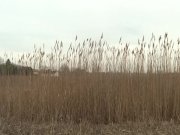 phatt ass big booty thick red banged by jovan redneck style 2/16