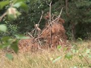 busty german stepmom black cock banged 2/16