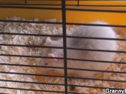 Hot old grandma rides neighbour guy's cock 3/16