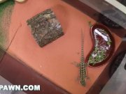 XXXPAWN - Pawn A Bearded Dragon For A White Anaconda (xp15145) 1/16