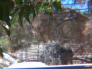 Capri Cavanni porn behind the scenes 11/16