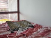 Lexidona - Pump - Home Made 1/16