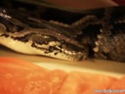 Dancer From India So Sensual 11/16