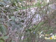Pretty Girl Pees in Nature 2/16