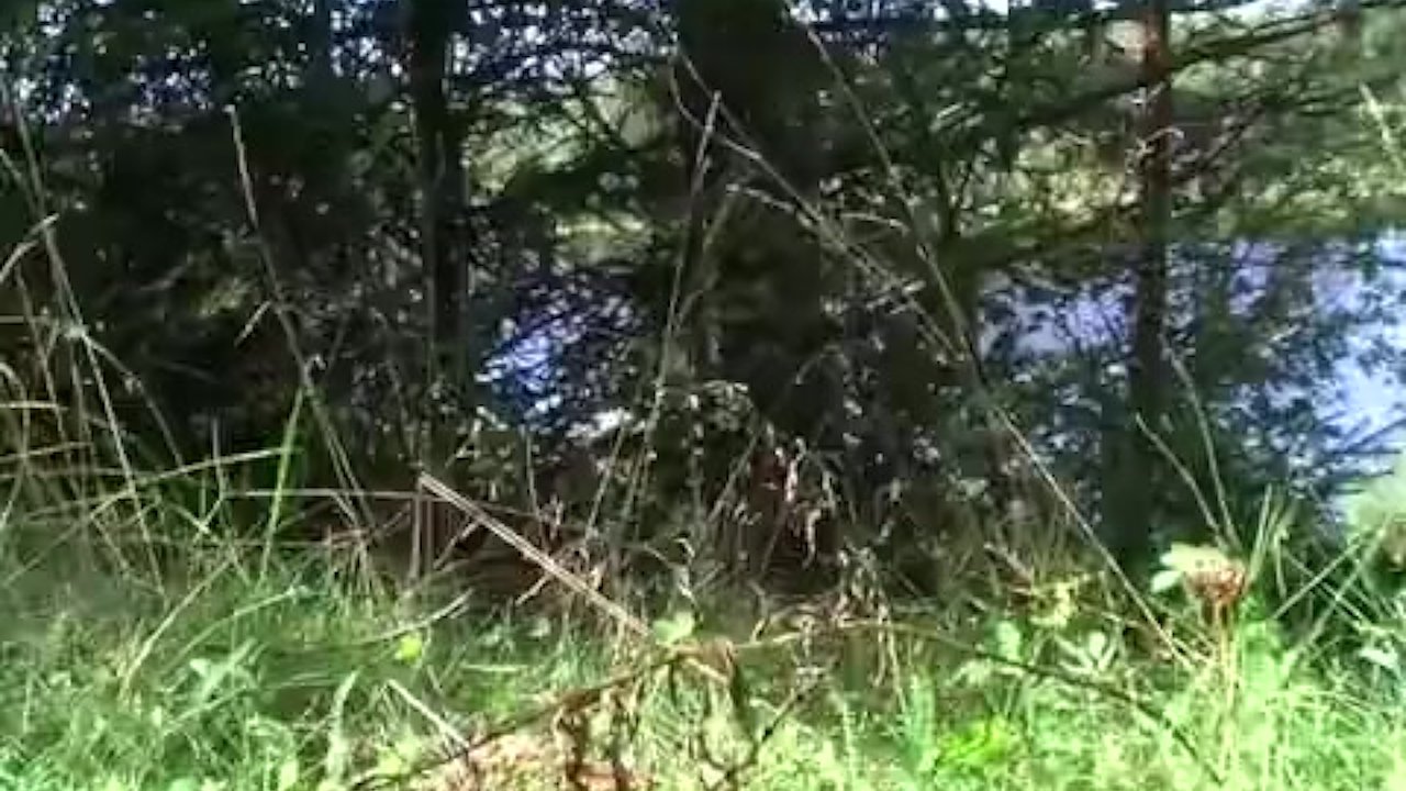 Blowjob In The Woods Redtube